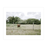 Cow in the farm (Print Only) thumbnail