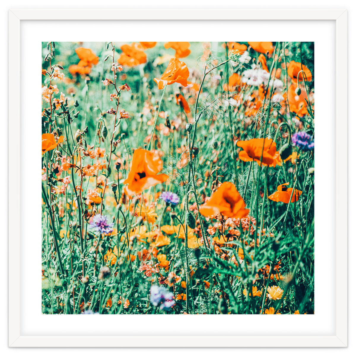 Eva | Nature Floral Meadow Garden | Photography Botanical Spring Bohemian Flowers