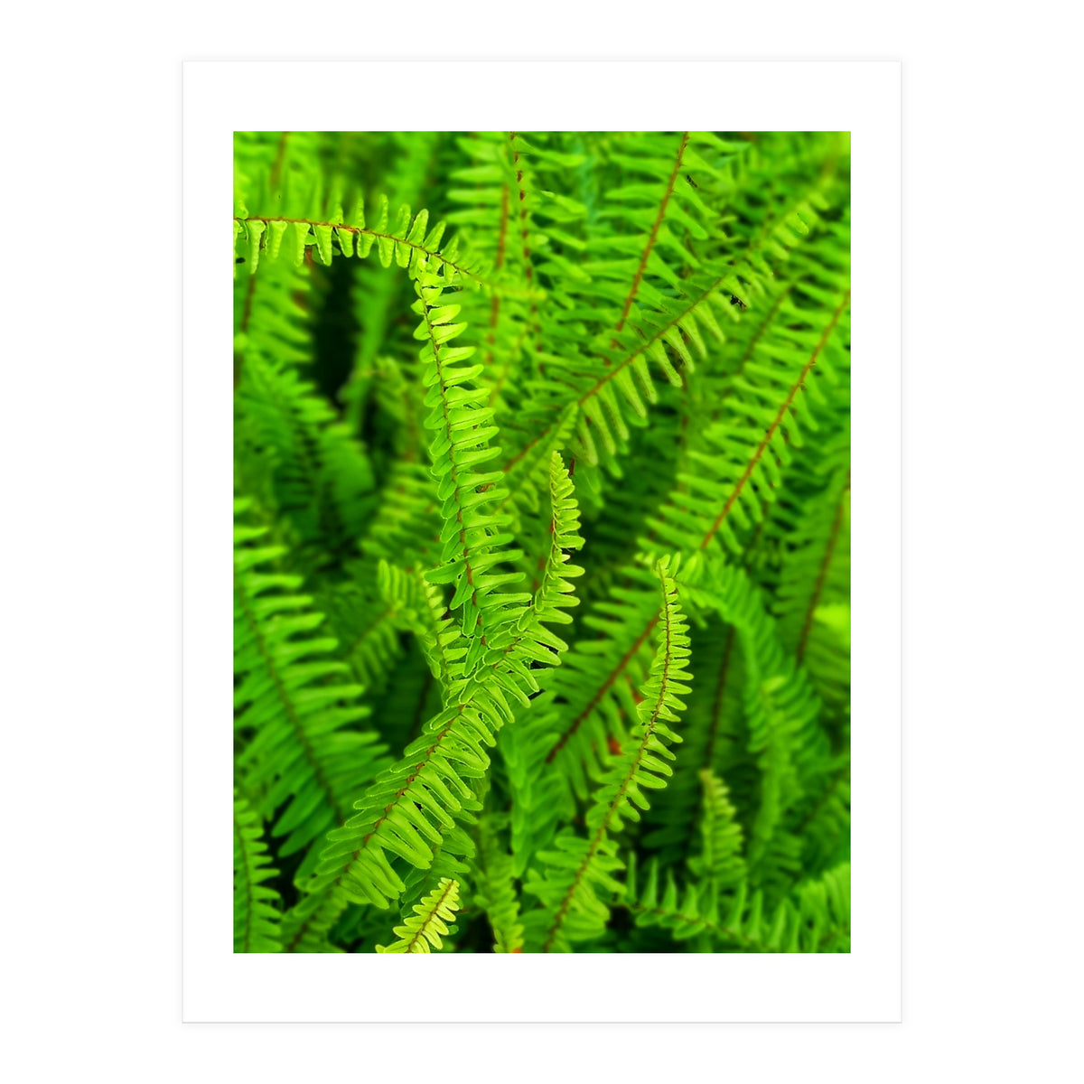 Green Ferns (Print Only)