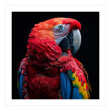 Scarlet Macaw Parrot Close Up Portrait  (Print Only) thumbnail