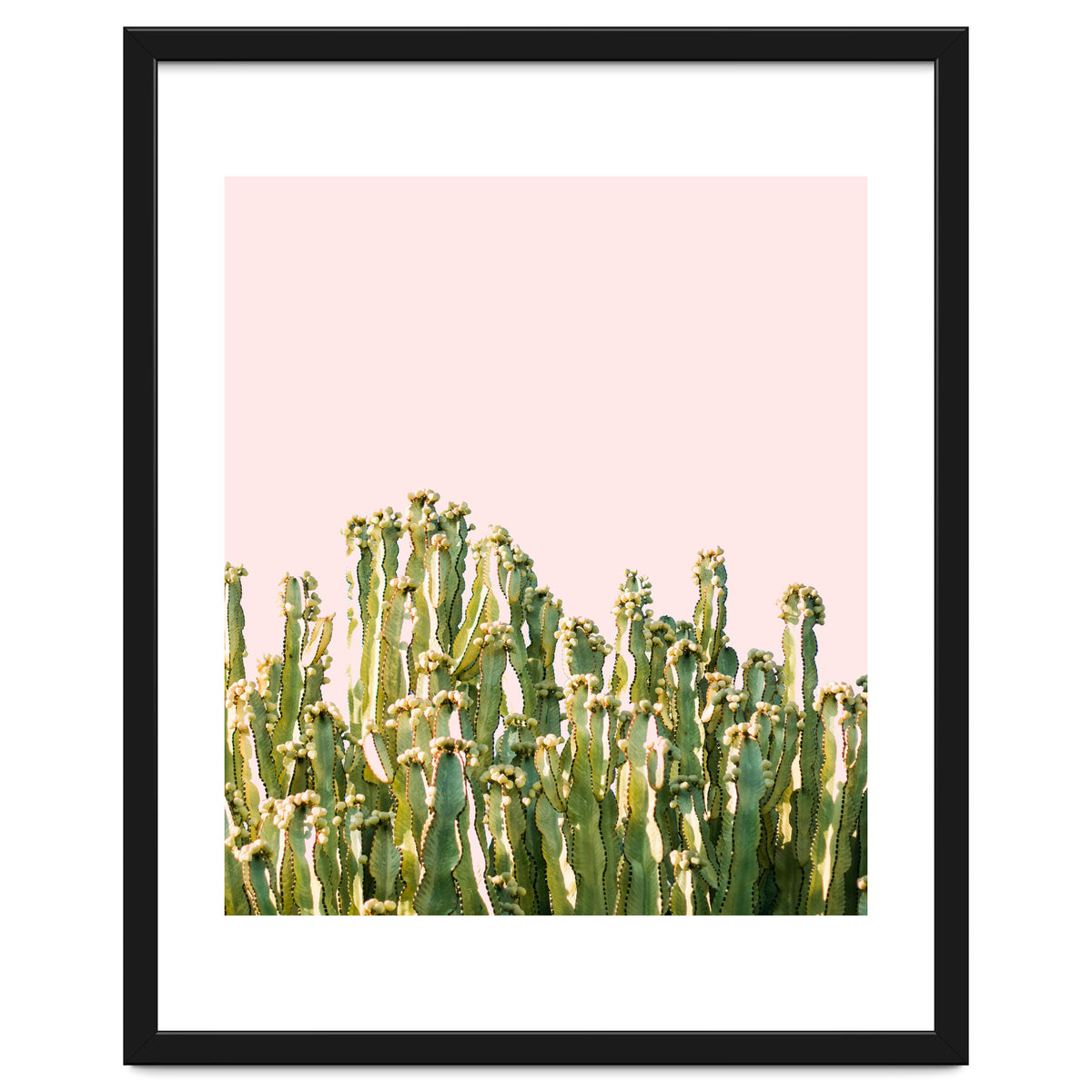 Cactus Blush #society6 #decor #buyart