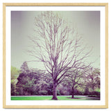 Tree Of Dreams thumbnail