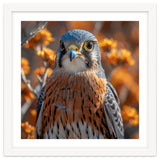 Close Up Of A Kestrel Bird Of Prey thumbnail