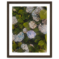 Hydrangeas | Portrait