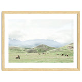 Relaxing horses on a sunny day calm field - Iceland thumbnail