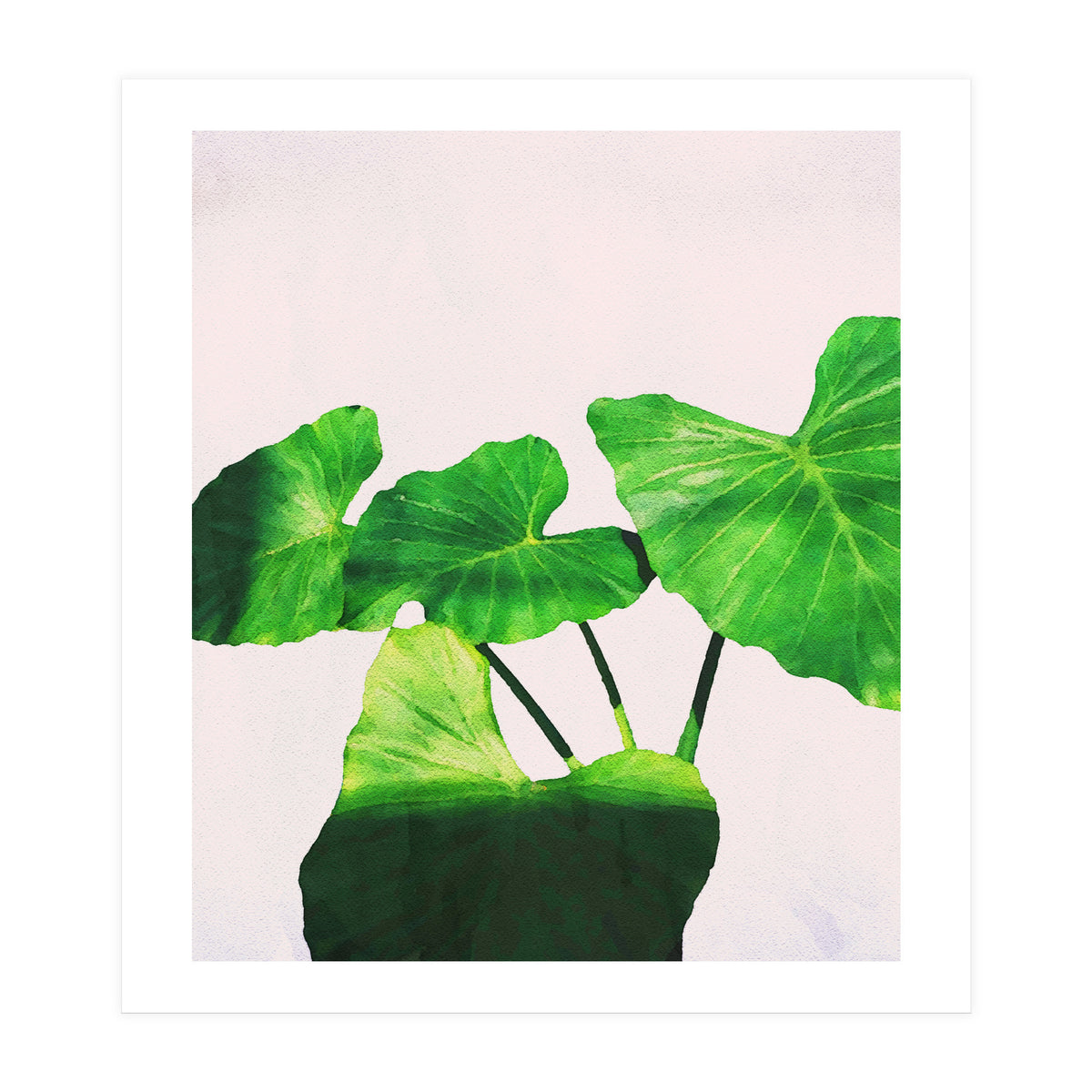 Taro Dimensionality (Print Only)