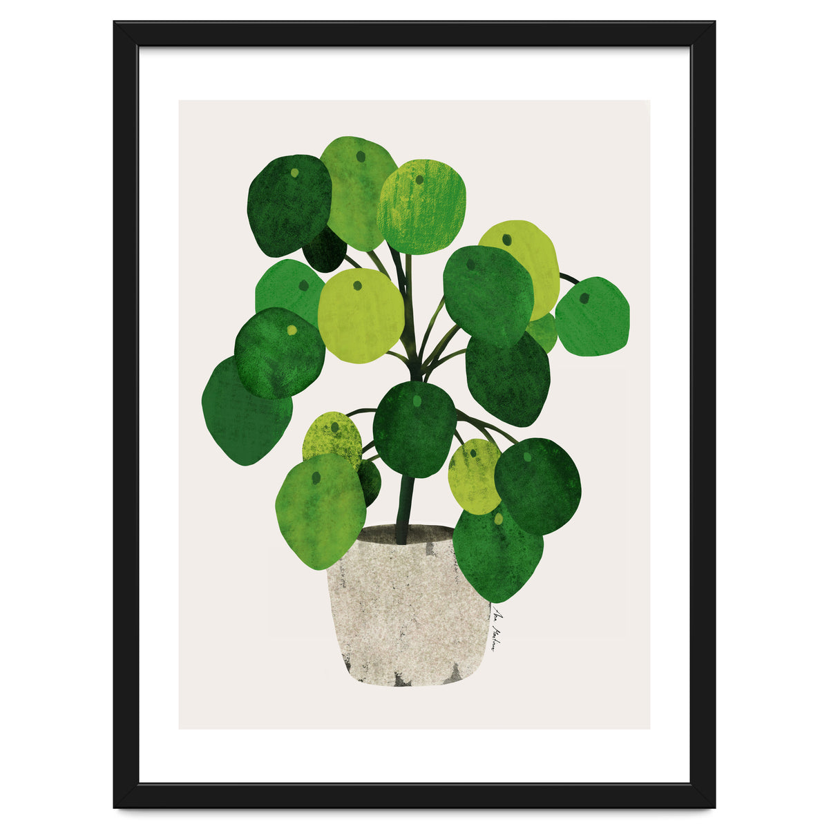 Pilea Plant