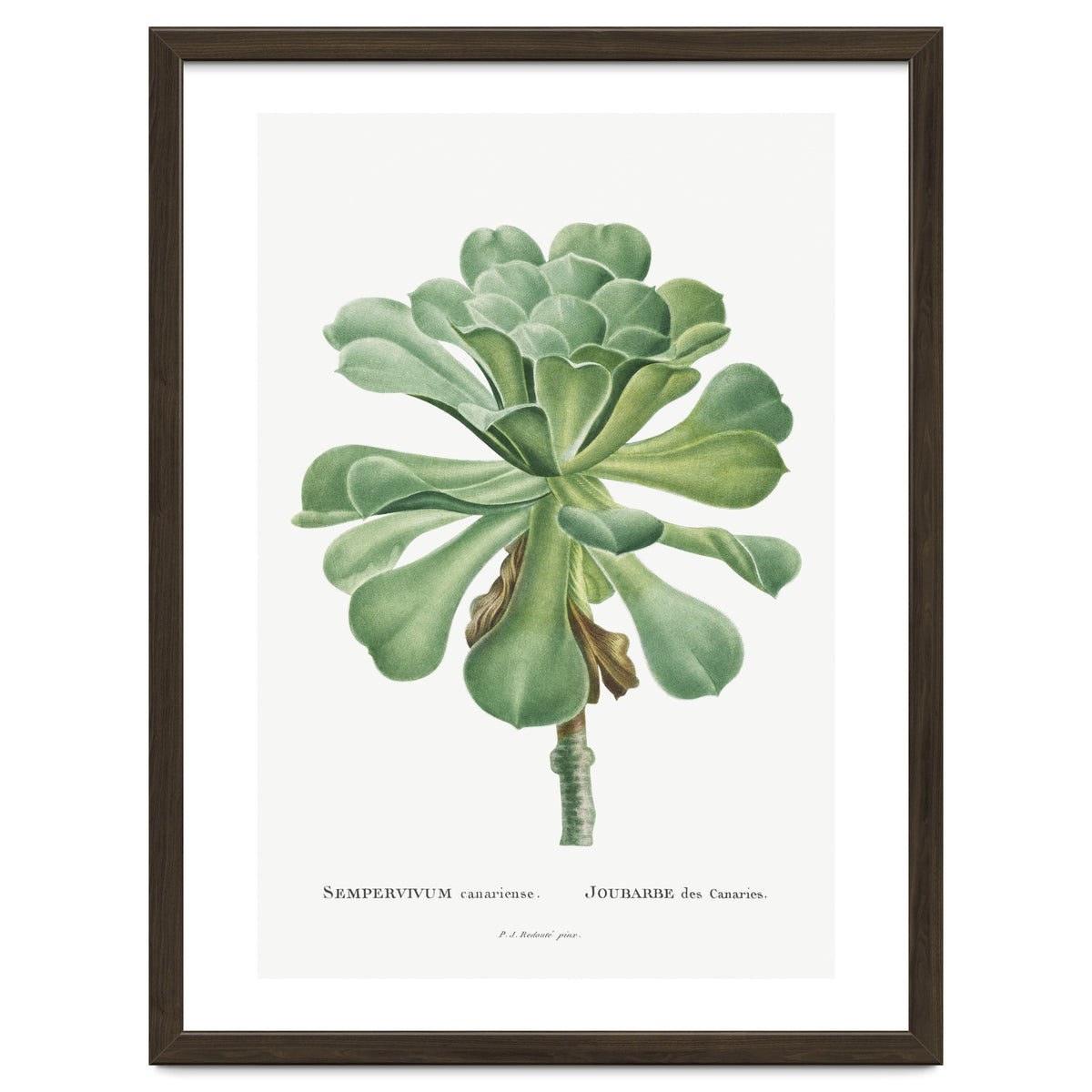 Pierre-Joseph Redouté – Sempervivum Canariense (1799)