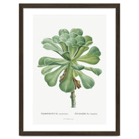 Pierre-Joseph Redouté – Sempervivum Canariense (1799)