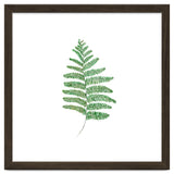 Fern thumbnail