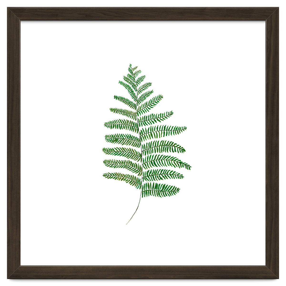Fern