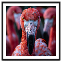 Close Up Of A Flamingo Bird Face, Pink Feathers