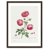John Edwards – Larger Provence Rose (1770–1775) thumbnail