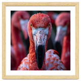 Close Up Of A Flamingo Bird Face, Pink Feathers thumbnail