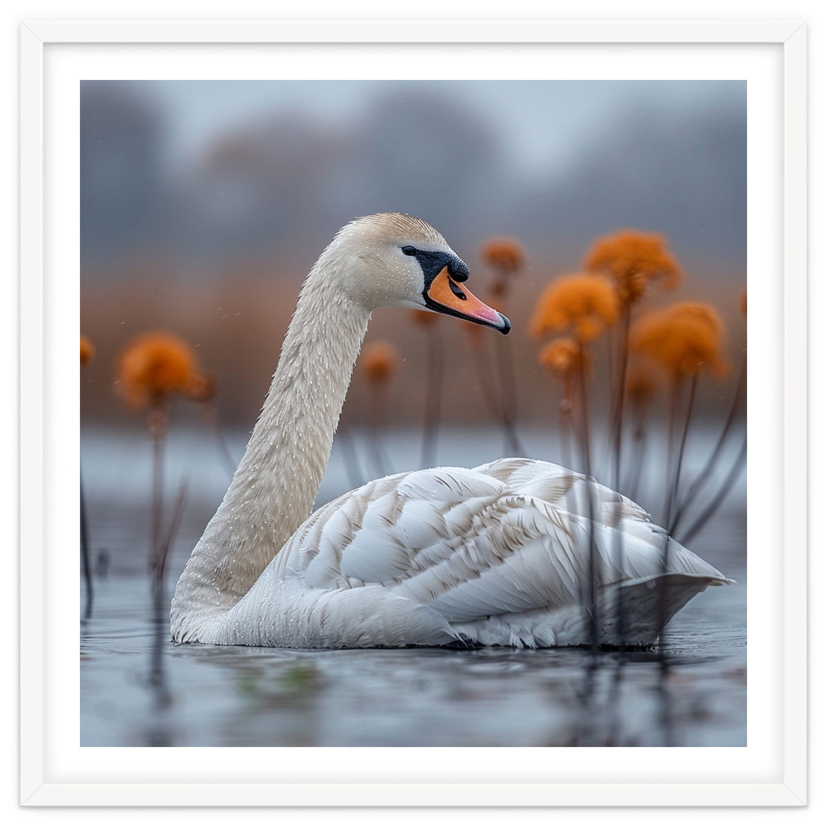 White Swan Swimming In A Lake With Reeds
