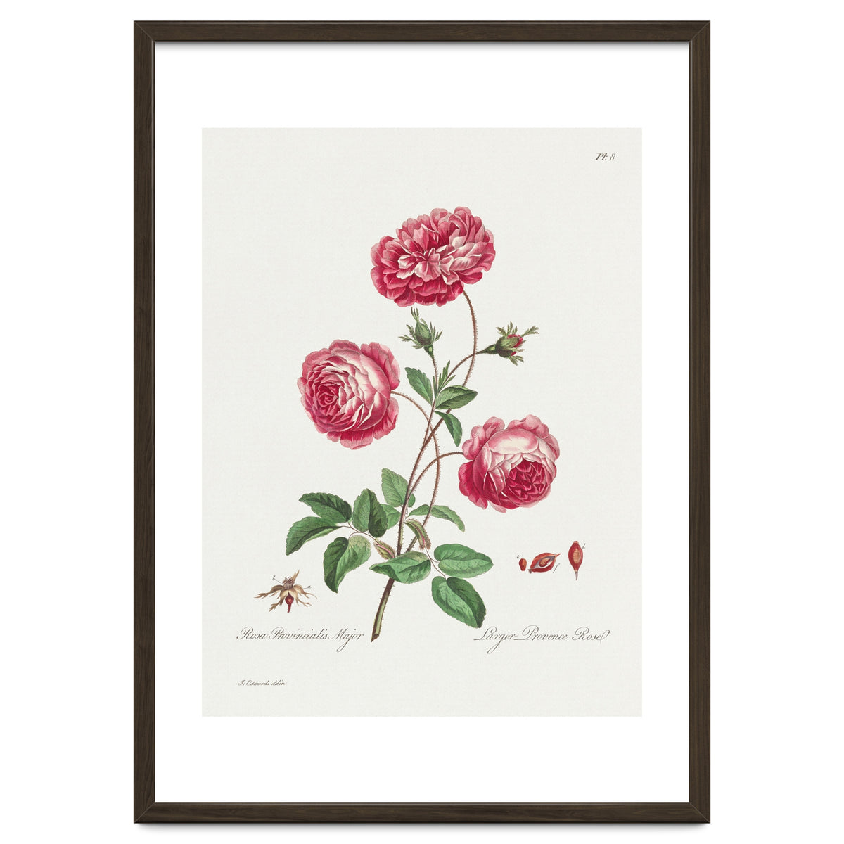 John Edwards – Larger Provence Rose (1770–1775)