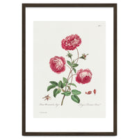 John Edwards – Larger Provence Rose (1770–1775)