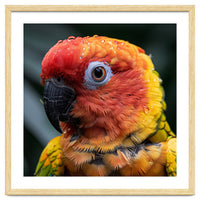Sun Conure Parrot Bird With Water Droplets