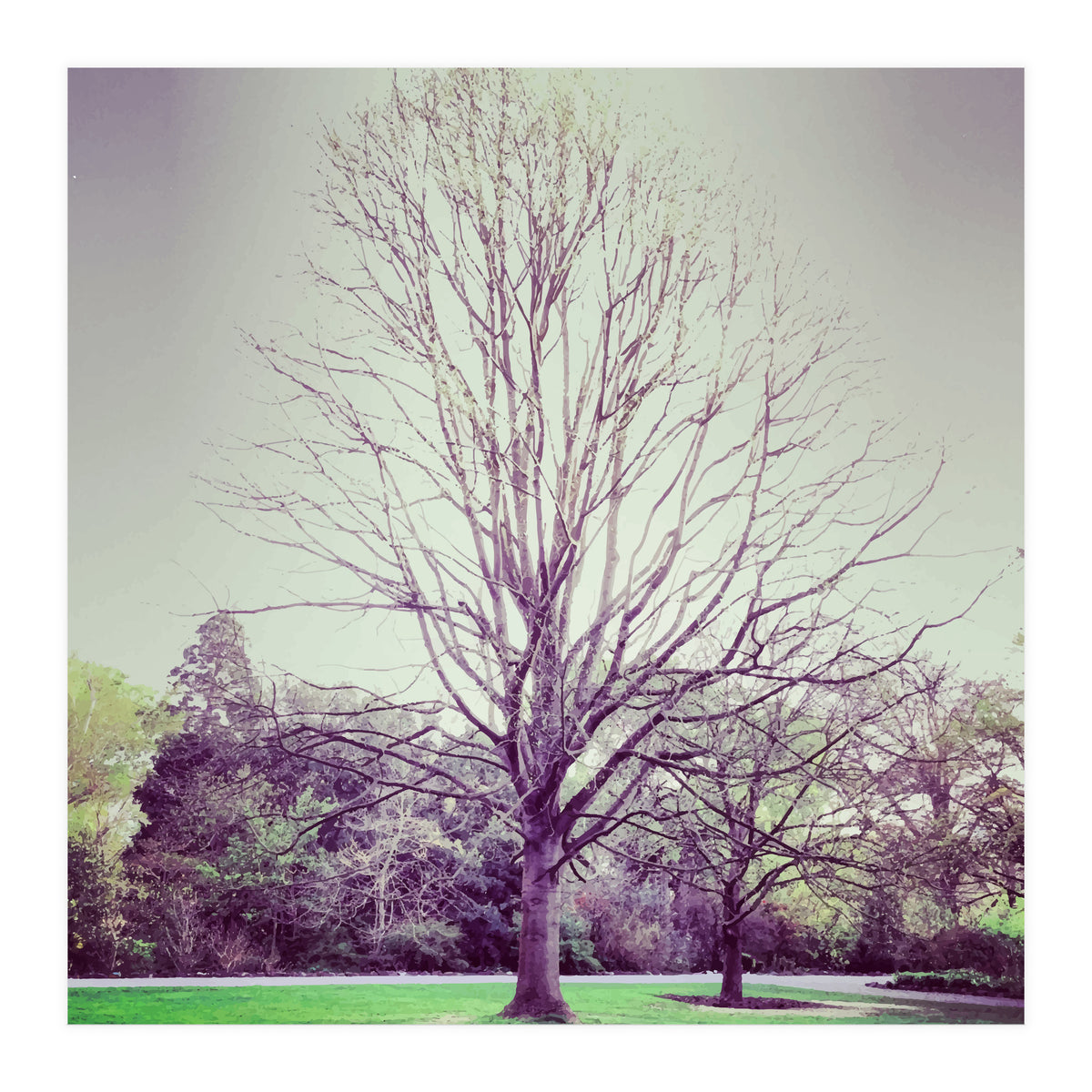 Tree Of Dreams (Print Only)