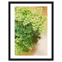 Maidenhair Queen