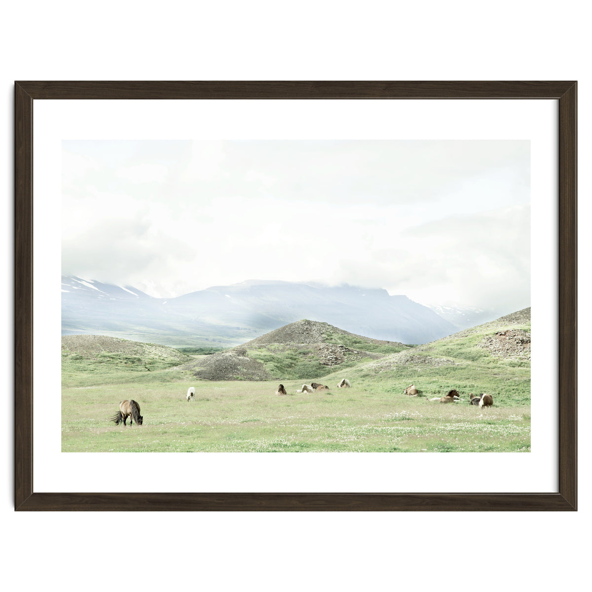Relaxing horses on a sunny day calm field - Iceland