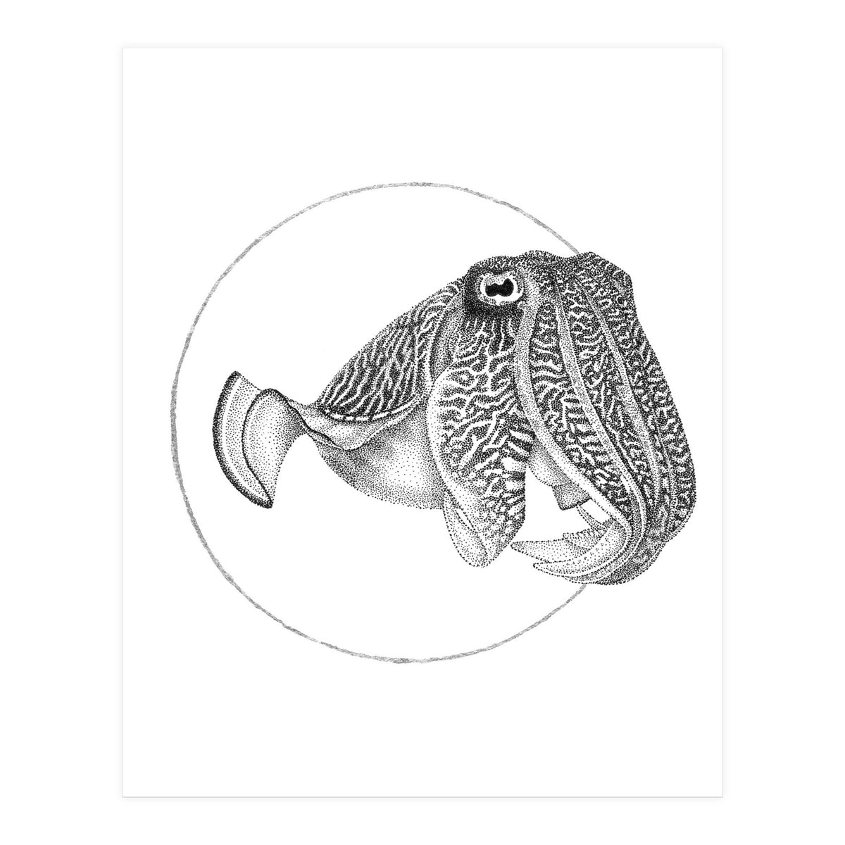 The Fascinating Cuttlefish (Print Only)