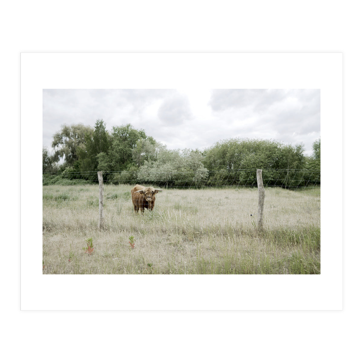 Cow in the farm (Print Only)