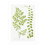 Edward Joseph Lowe – Adiantum Assimile and Adiantum Lunulatum (1856–1860) (Print Only) thumbnail