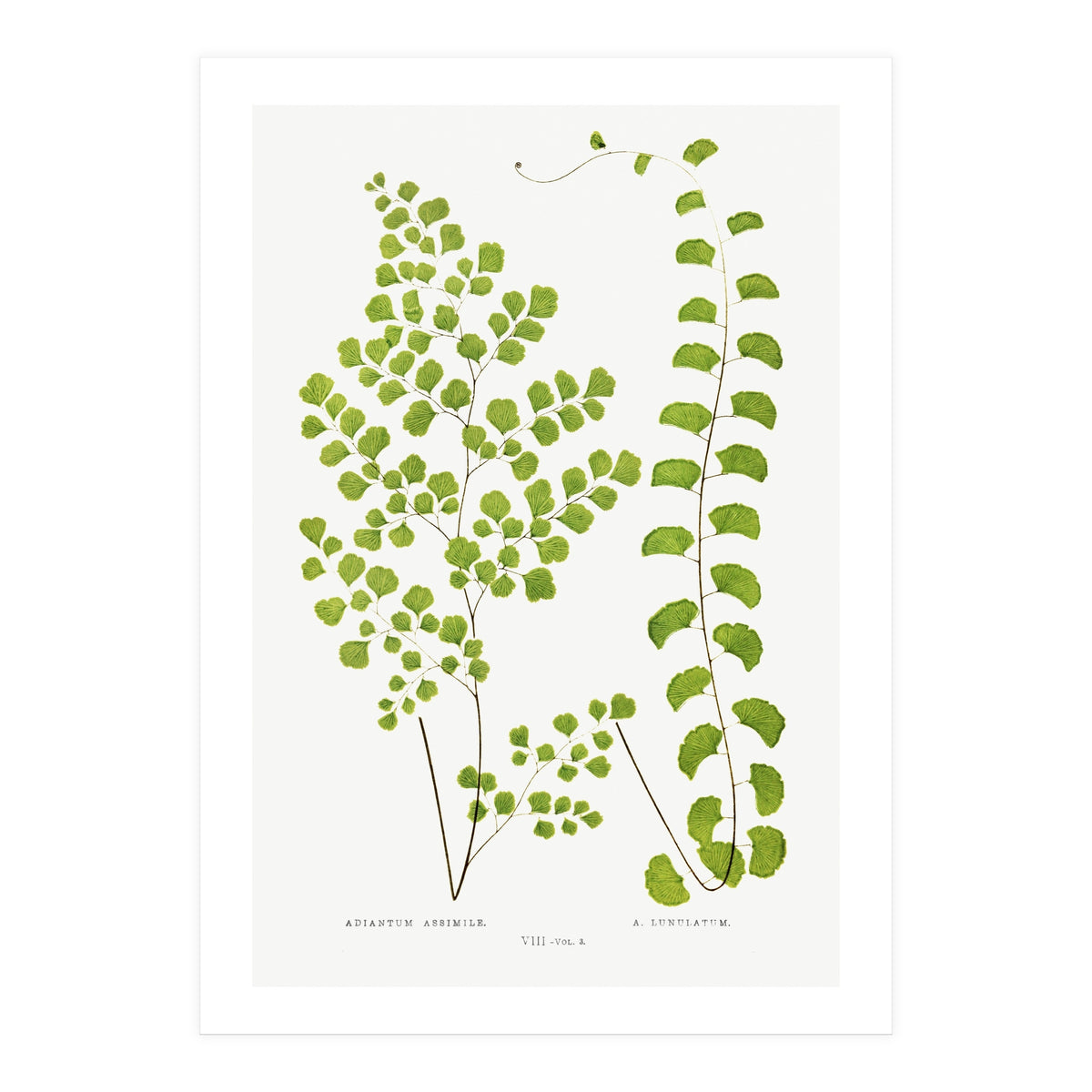 Edward Joseph Lowe – Adiantum Assimile and Adiantum Lunulatum (1856–1860) (Print Only)