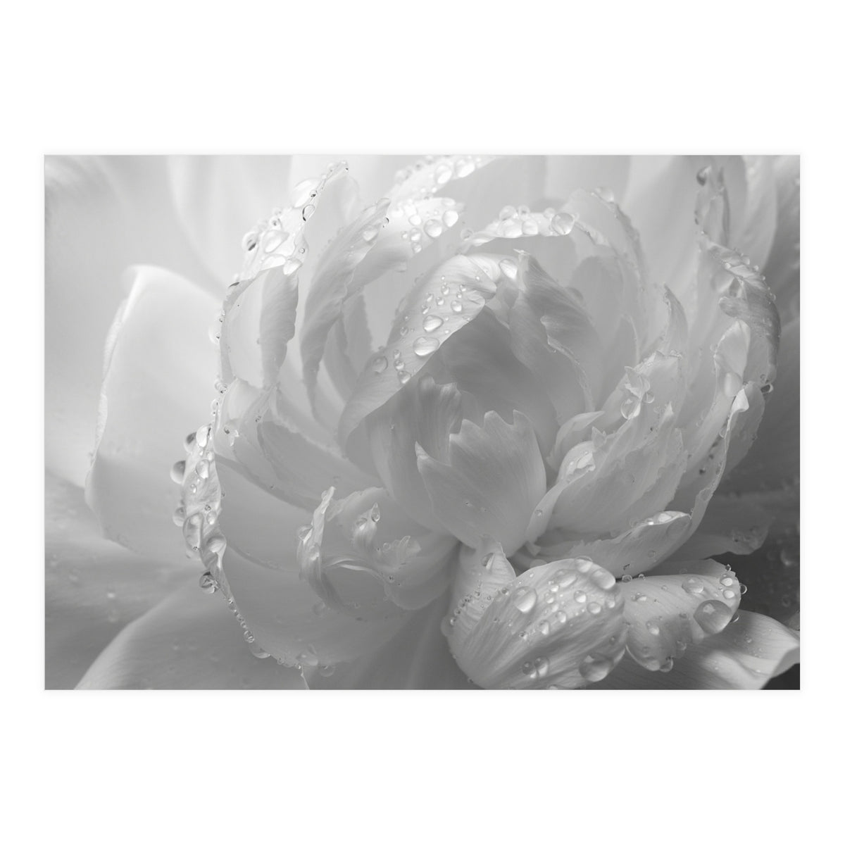Ethereal Monochromatic Peony Petal Macro (Print Only)