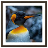Close Up Of King Penguin In The Rain thumbnail