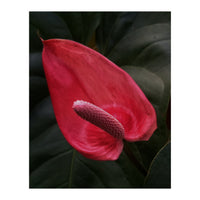 Red Anthurium Flower (Print Only)
