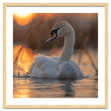 Majestic Swan Swimming At Sunrise Serene Water thumbnail