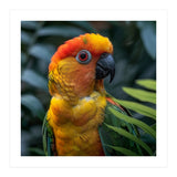 Close Up Of A Colorful Sun Conure Parrot (Print Only) thumbnail