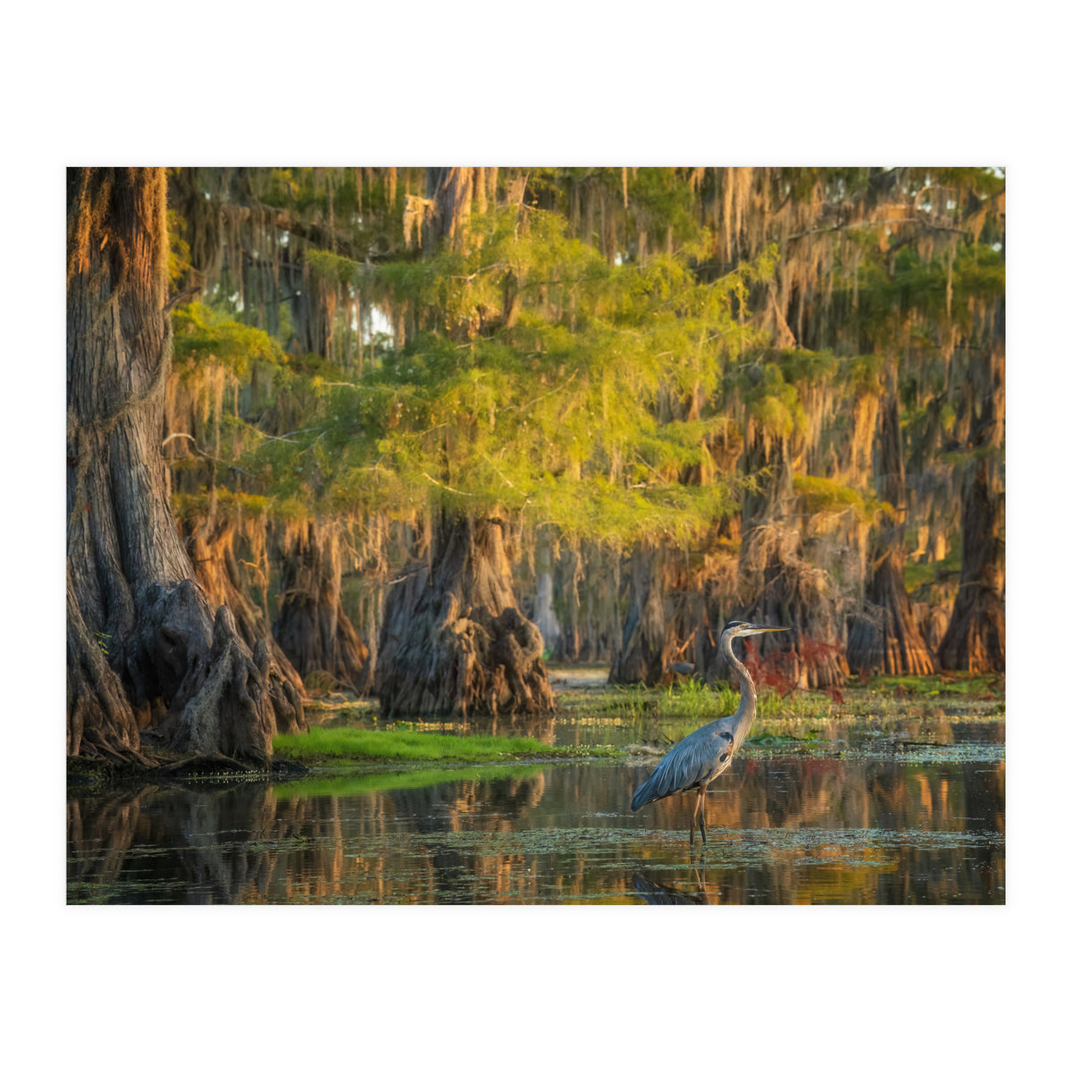 Heron in the swamps (Print Only)