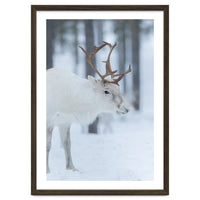 Portrait of a reindeer