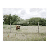 Cow in the farm (Print Only) thumbnail