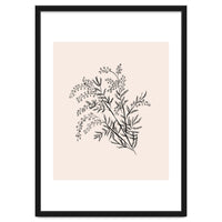 Acacia Botanical illustration