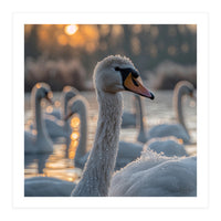 Close Up Of Swan With Water Droplets At Sunrise (Print Only)