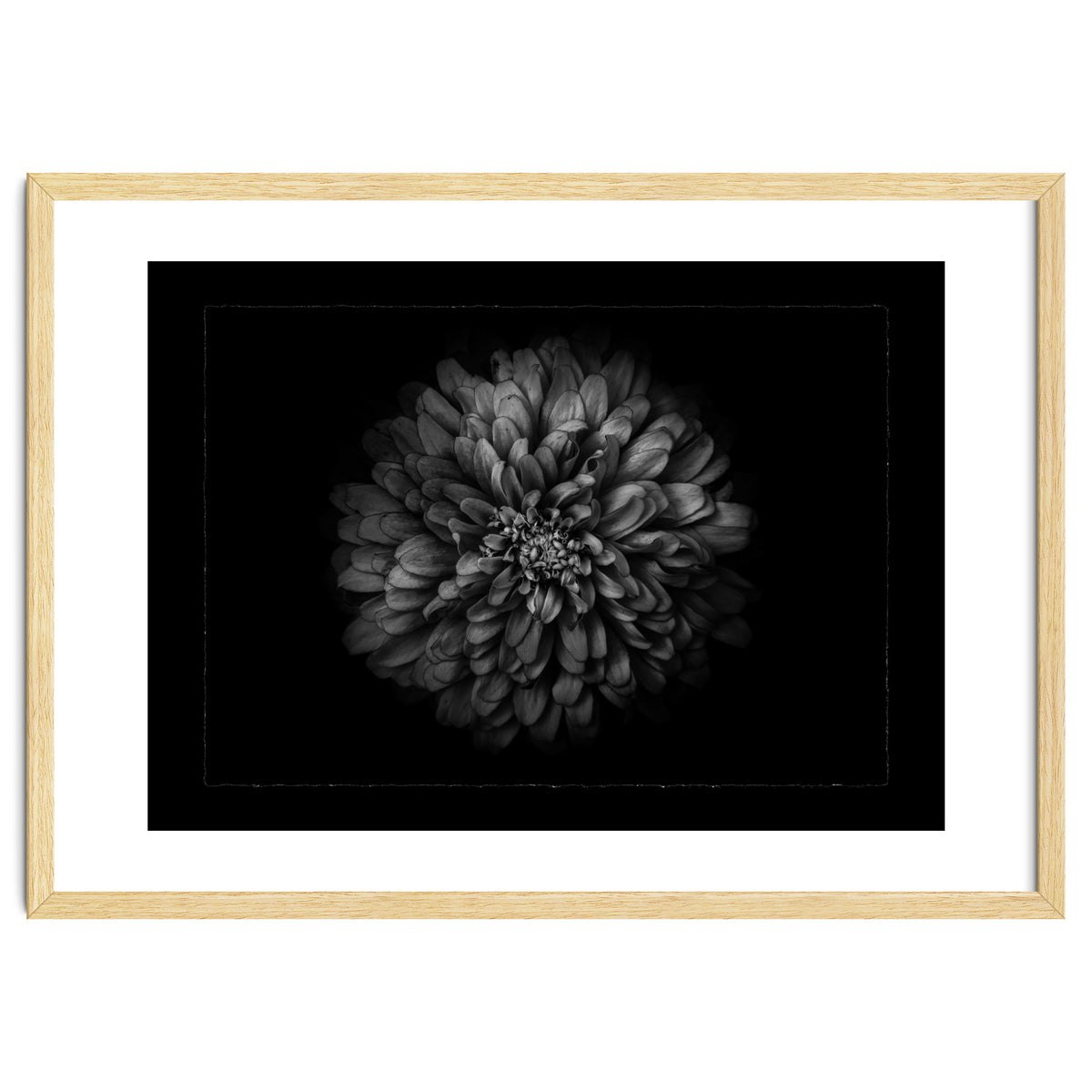 Backyard Flowers In Black And White No 68 with Border