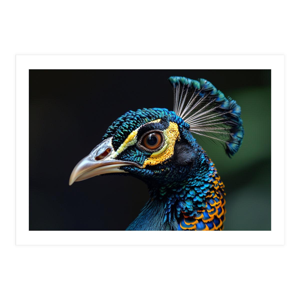 Close-up of a Peacock’s Head (Print Only)