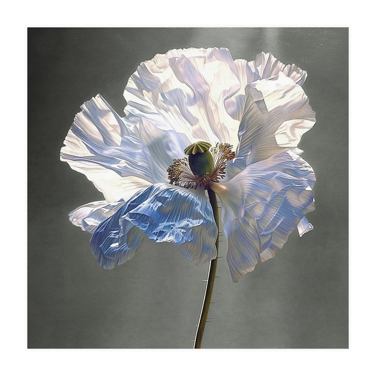 Shirley Poppy | Morning Silk (Print Only)