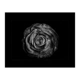 Backyard Flowers In Black And White No 72 with Border (Print Only) thumbnail