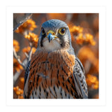 Close Up Of A Kestrel Bird Of Prey (Print Only) thumbnail