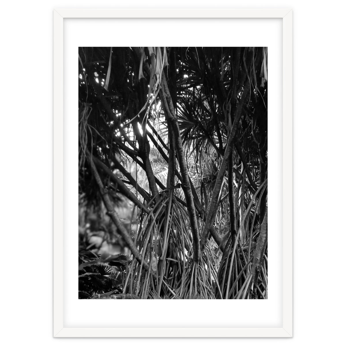 Black Tectorius Plant Art