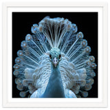 Majestic White Peacock Displaying Its Feathers thumbnail