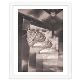Evolving | Sepia thumbnail