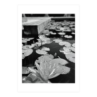 Lotus Pond | Black & White Portrait (Print Only)