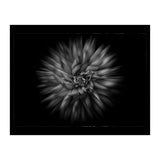 Backyard Flowers In Black And White No 20 Flow Version with Border (Print Only) thumbnail