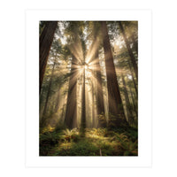 Ethereal Redwood Sanctuary: Sunbeams in the Ancient Forest (Print Only)